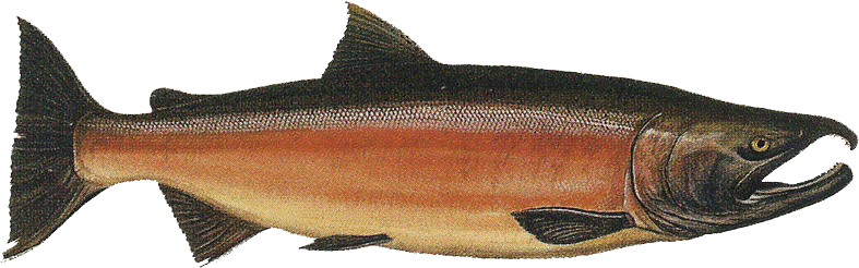 Salmon logo